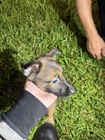 Charlie B. Barkin, a male Belgian Malinois and German Shepherd Dog for sale in Votaw, TX – 6 of 7