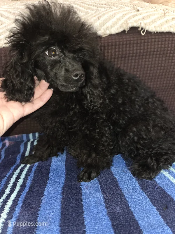 Jett – Poodle - Toy  puppy for sale in Votaw, TX