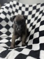 Yugi, a male Belgian Malinois and German Shepherd Dog for sale in Votaw, TX – 1 of 9