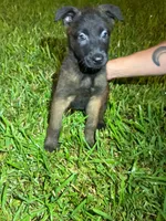 Red Female, a female Belgian Malinois and German Shepherd Dog for sale in Votaw, TX – 2 of 2