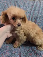 Beatrice tiny toy poodle akc female, a female Poodle - Toy  for sale in Votaw, TX – 4 of 4