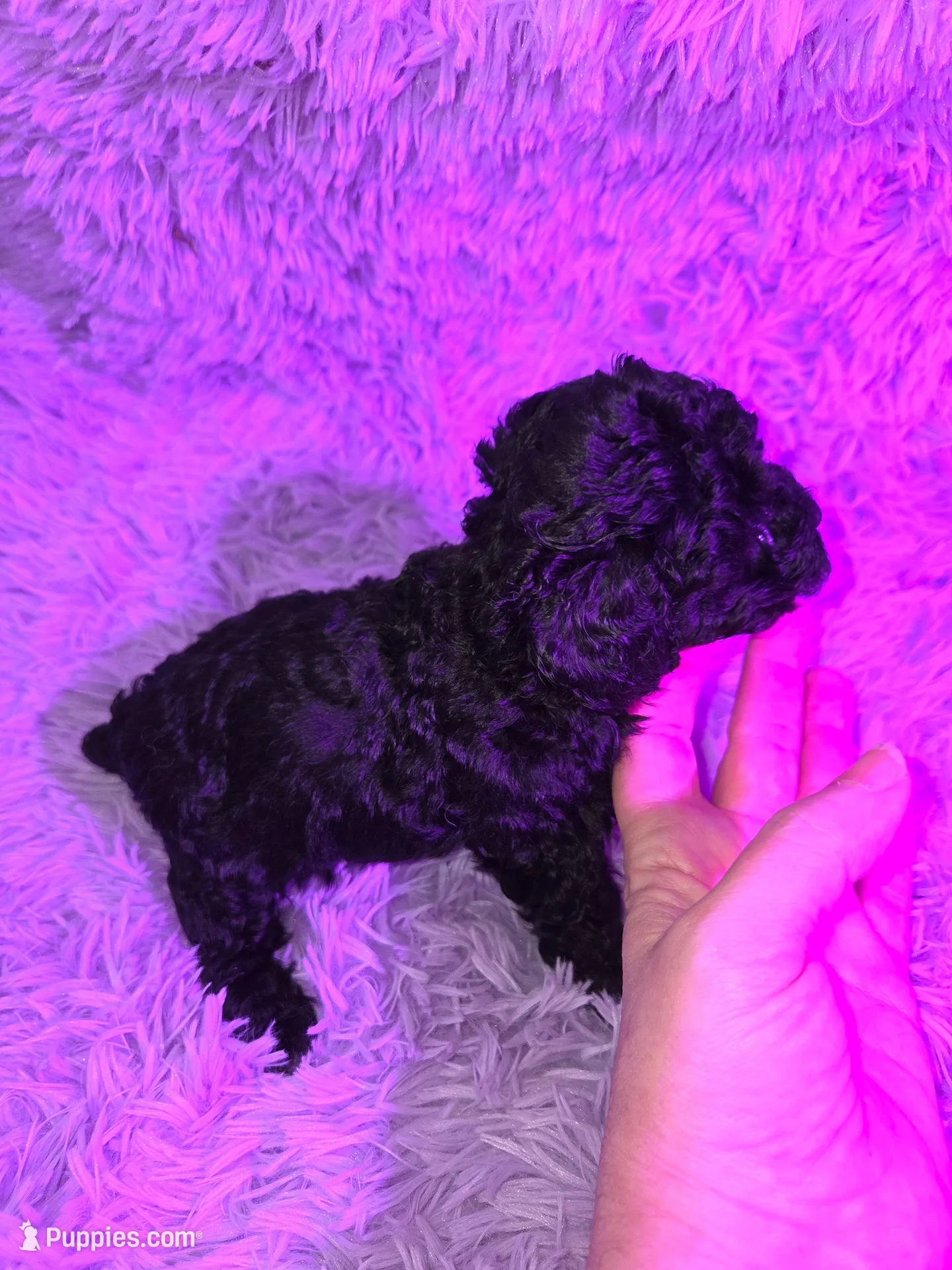 Blue male toy poodle akc, a male Poodle - Toy  for sale in Votaw, TX – Photo 3 of 3