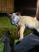 Gaara, a male Belgian Malinois and German Shepherd Dog for sale in Votaw, TX – 1 of 3