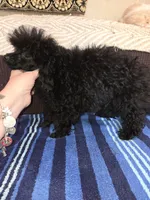 Jett, a male Poodle - Toy  for sale in Votaw, TX – 2 of 3