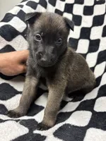 Yugi, a male Belgian Malinois and German Shepherd Dog for sale in Votaw, TX – 2 of 9