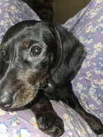 Baby - Brindle black and red female mini doxie, a female Miniature Dachshund for sale in Votaw, TX – 2 of 5