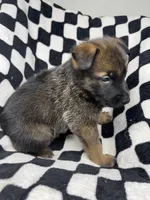 Indra Jr., a male Belgian Malinois and German Shepherd Dog for sale in Votaw, TX – 6 of 10