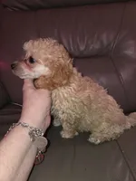 Cream male akc limited toy poodle, a male Poodle - Toy  for sale in Votaw, TX – 5 of 7
