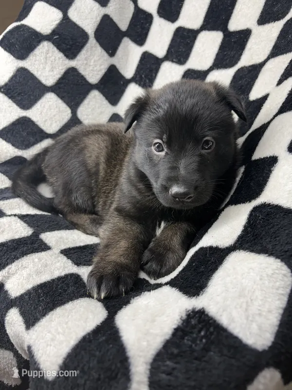 Boy-O – Belgian Malinois, German Shepherd Dog puppy for sale in Votaw, TX
