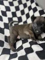 Yugi, a male Belgian Malinois and German Shepherd Dog for sale in Votaw, TX – 3 of 9
