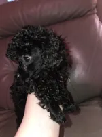 Black male toy poodle akc, a male Poodle - Toy  for sale in Votaw, TX – 2 of 4