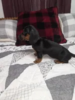 Black and tan mini male dachshund , a male Miniature Dachshund for sale in Votaw, TX – 2 of 5