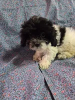 Petunia f1 shihpoo ckc black and white female, a female Shihpoo for sale in Votaw, TX – 3 of 4