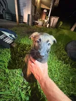 Indra Jr , a male Belgian Malinois and German Shepherd Dog for sale in Votaw, TX – 4 of 4