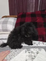 Black male toy poodle akc, a male Poodle - Toy  for sale in Votaw, TX – 3 of 7