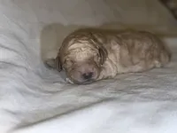Big Boy, a male Goldendoodle for sale in Phenix City, AL – 1 of 3