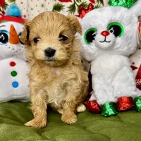 Alure, a male Maltipoo for sale in Mastic, NY – Photo 1 of 5