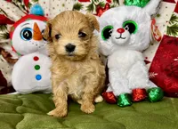 Alure, a male Maltipoo for sale in Mastic, NY – Photo 1 of 3
