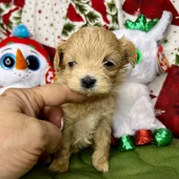 Alure, a male Maltipoo for sale in Mastic, NY – Photo 3 of 5