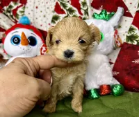 Alure, a male Maltipoo for sale in Mastic, NY – Photo 3 of 3