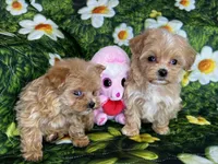Alure, a male Maltipoo for sale in Mastic, NY – Photo 5 of 5
