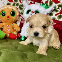 Alure, a male Maltipoo for sale in Mastic, NY – Photo 2 of 5
