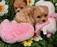 Alure, a male Maltipoo for sale in Mastic, NY – Photo 4 of 5