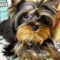 Yoshie, a male Yorkshire Terrier for sale in Mastic, NY – Photo 3 of 6