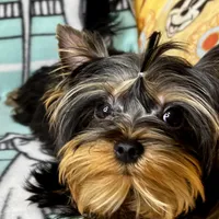 Yoshie, a male Yorkshire Terrier for sale in Mastic, NY – Photo 2 of 6