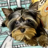 Yoshie, a male Yorkshire Terrier for sale in Mastic, NY – Photo 5 of 6