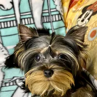 Yoshie, a male Yorkshire Terrier for sale in Mastic, NY – Photo 4 of 6