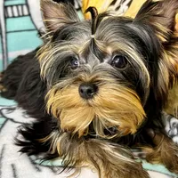 Yoshie, a male Yorkshire Terrier for sale in Mastic, NY – Photo 1 of 6