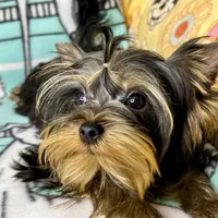 Yoshie, a male Yorkshire Terrier for sale in Mastic, NY – Photo 6 of 6