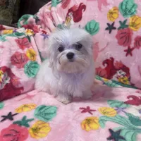 Leoney, a male Maltese for sale in Mastic, NY – Photo 1 of 7