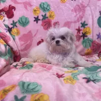 Leoney, a male Maltese for sale in Mastic, NY – Photo 5 of 7