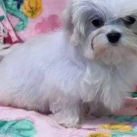 Leoney, a male Maltese for sale in Mastic, NY – Photo 4 of 7