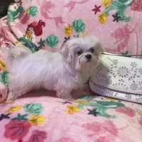Leoney, a male Maltese for sale in Mastic, NY – Photo 6 of 7