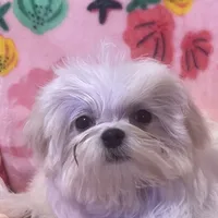 Leoney, a male Maltese for sale in Mastic, NY – Photo 2 of 7