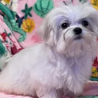 Leoney, a male Maltese for sale in Mastic, NY – Photo 3 of 7