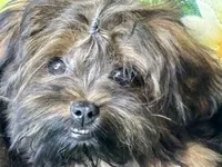 Bee, a female Maltipoo for sale in Mastic, NY – 2 of 3