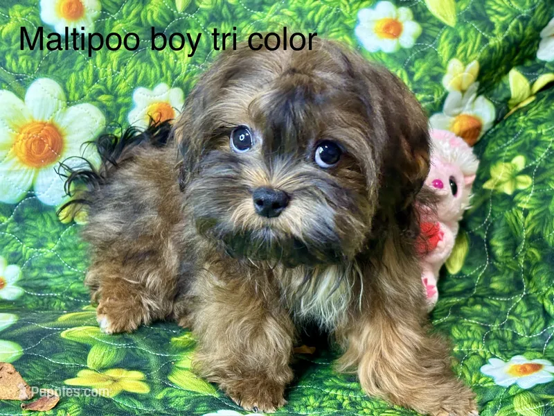 Brandy  – Maltipoo puppy for sale in Mastic, NY