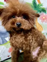 Lucky, a male Poodle - Toy  for sale in Mastic, NY – 4 of 6