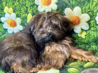 Bee, a female Maltipoo for sale in Mastic, NY – 3 of 3