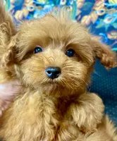 Teddy, a male Maltipoo for sale in Mastic, NY – 7 of 8