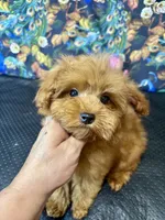 Teddy, a male Maltipoo for sale in Mastic, NY – 6 of 8