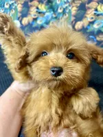Teddy, a male Maltipoo for sale in Mastic, NY – 5 of 8