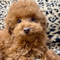 Austine, a male Poodle - Toy  for sale in Mastic, NY – Photo 4 of 6