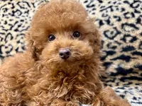 Austine, a male Poodle - Toy  for sale in Mastic, NY – Photo 4 of 6