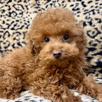 Austine, a male Poodle - Toy  for sale in Mastic, NY – Photo 6 of 6