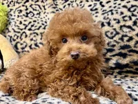 Austine, a male Poodle - Toy  for sale in Mastic, NY – Photo 6 of 6